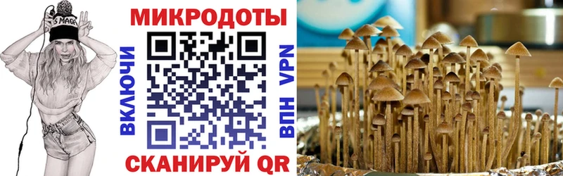 Купить  Пучеж  Галлюциногенные грибы Cubensis 